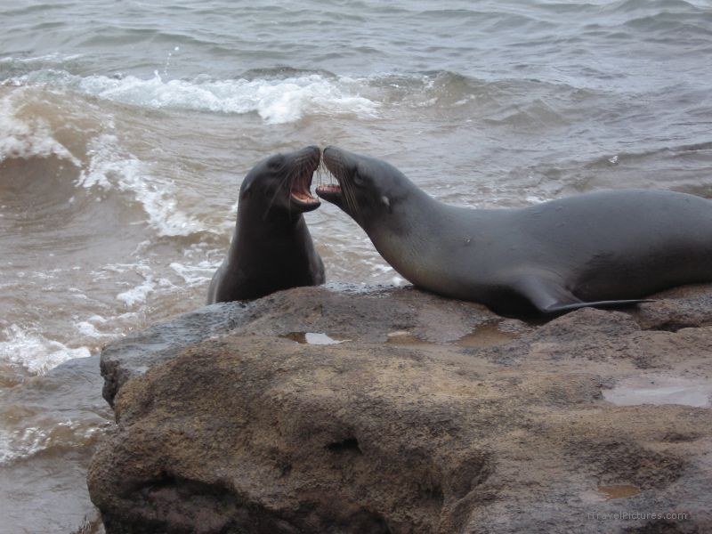 sea lion Galapagos sea lions fighting fight pinniped pinnipeds